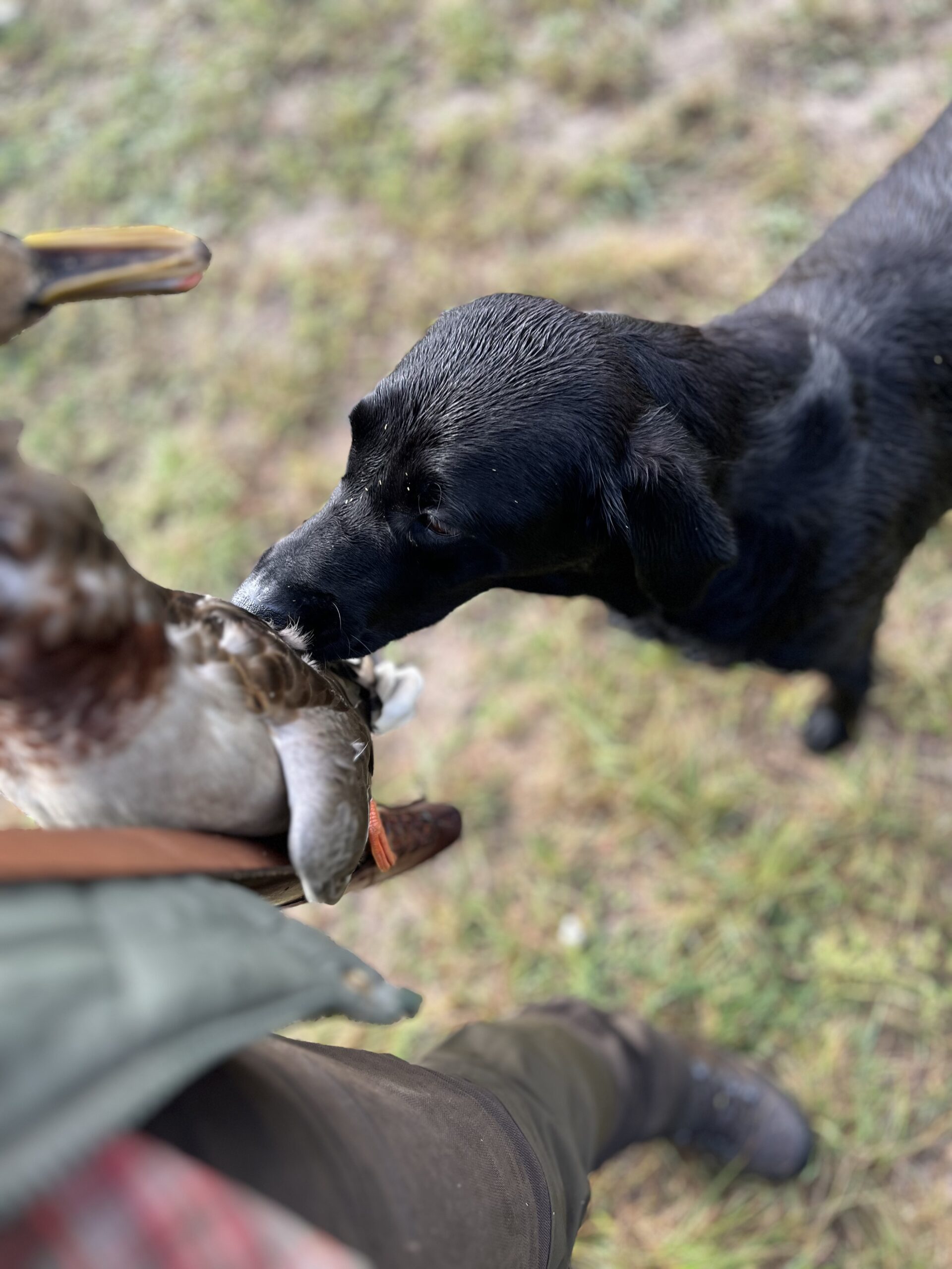 Polowanie na kaczki 7.09.2025